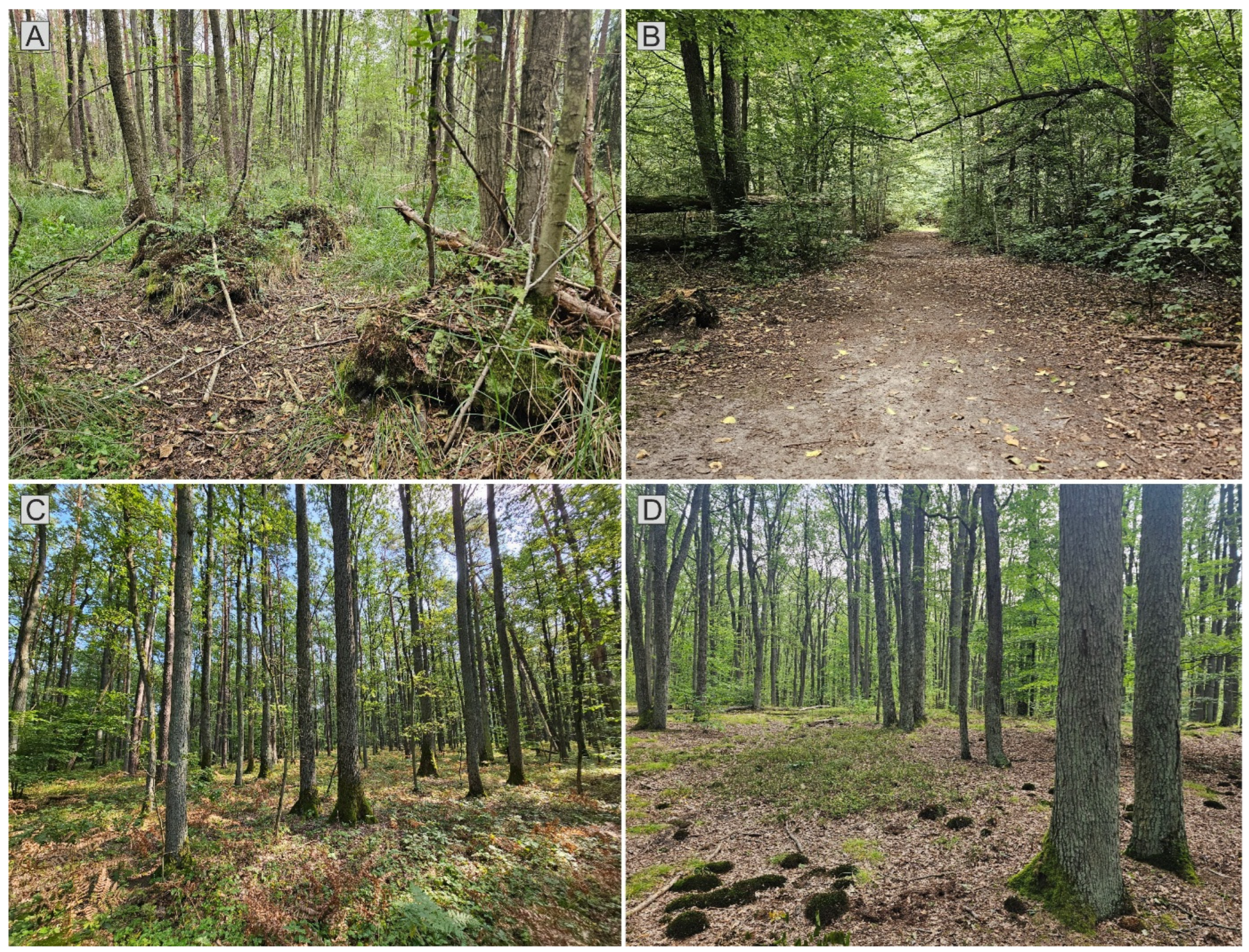 Forests 17 00321 g004