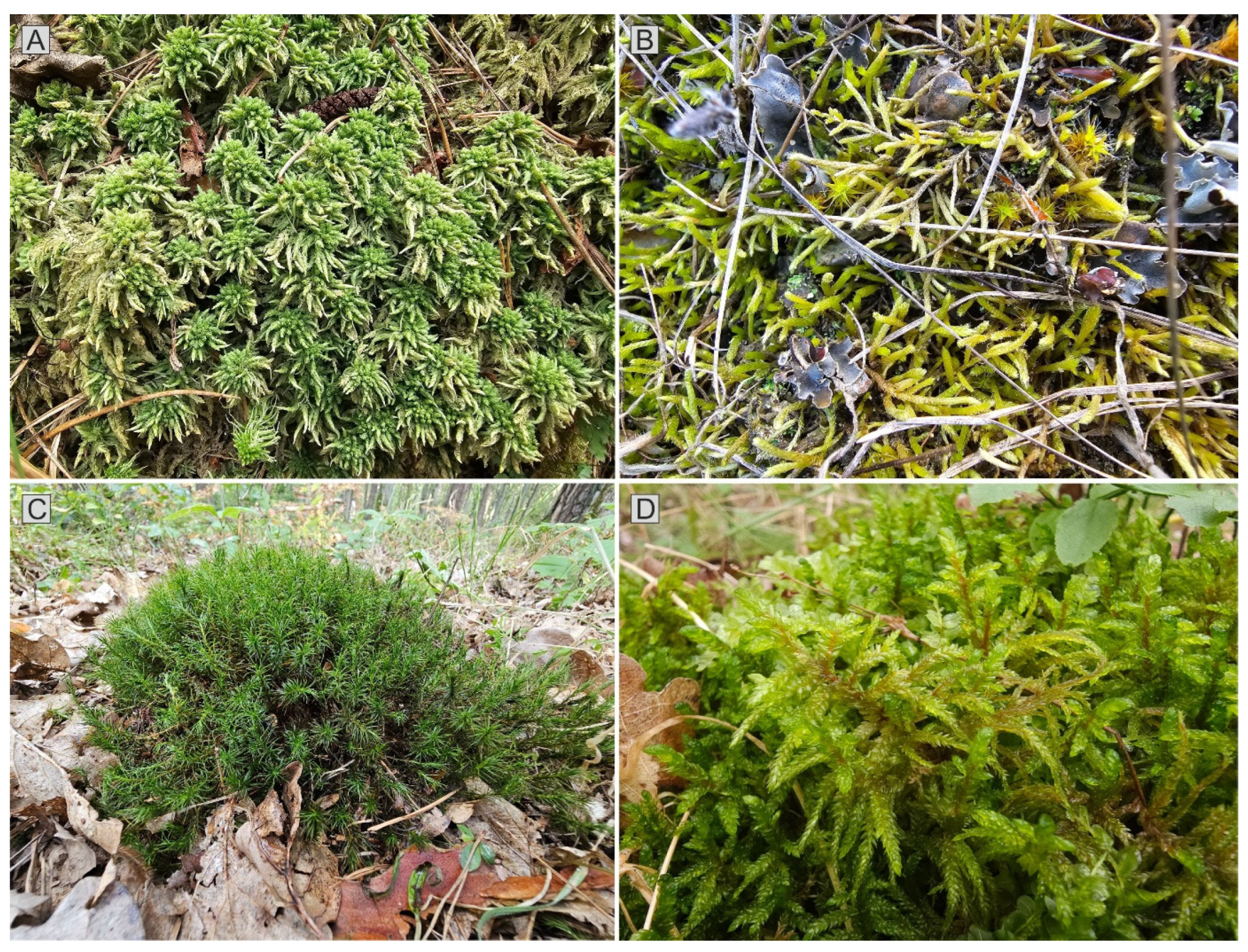 Forests 17 00321 g005