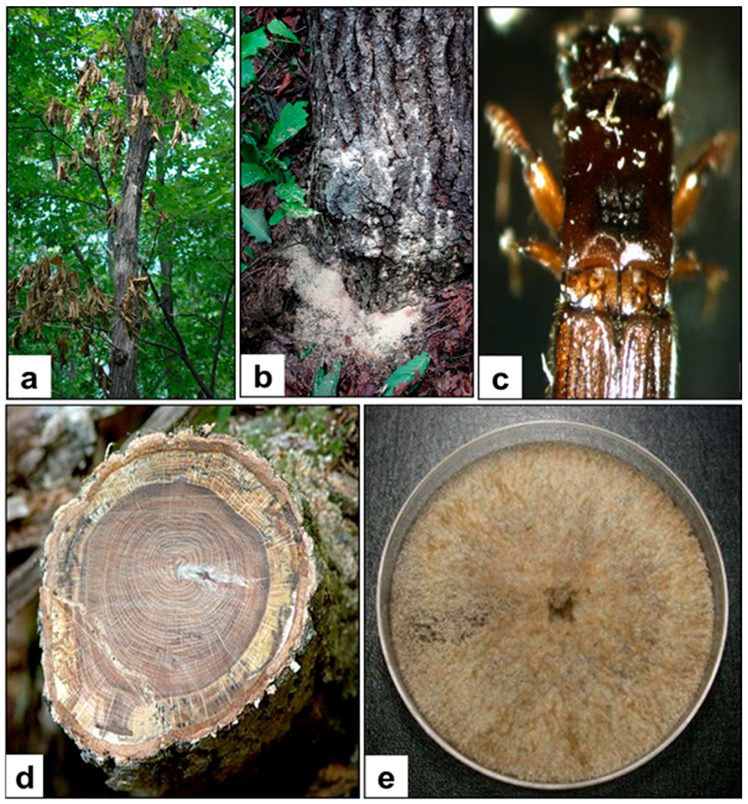 Forests 17 00357 g001