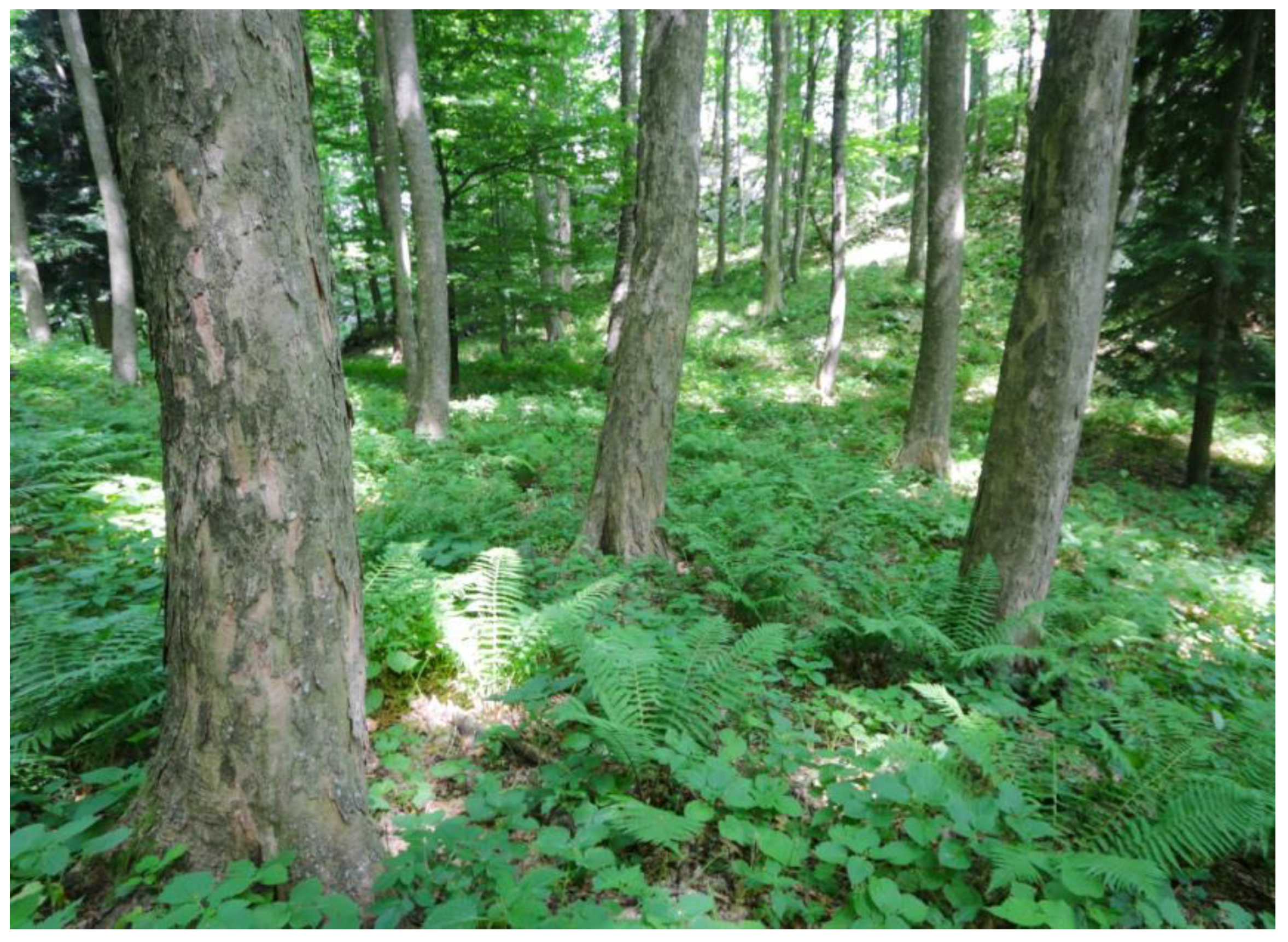 Forests 17 00370 g002