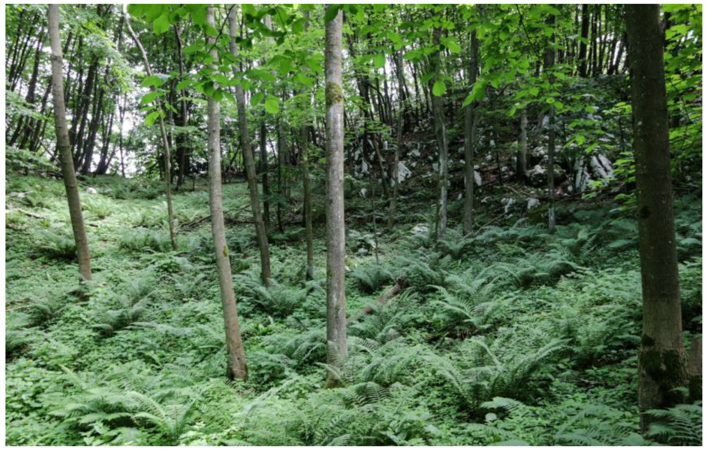 Forests 17 00370 g003