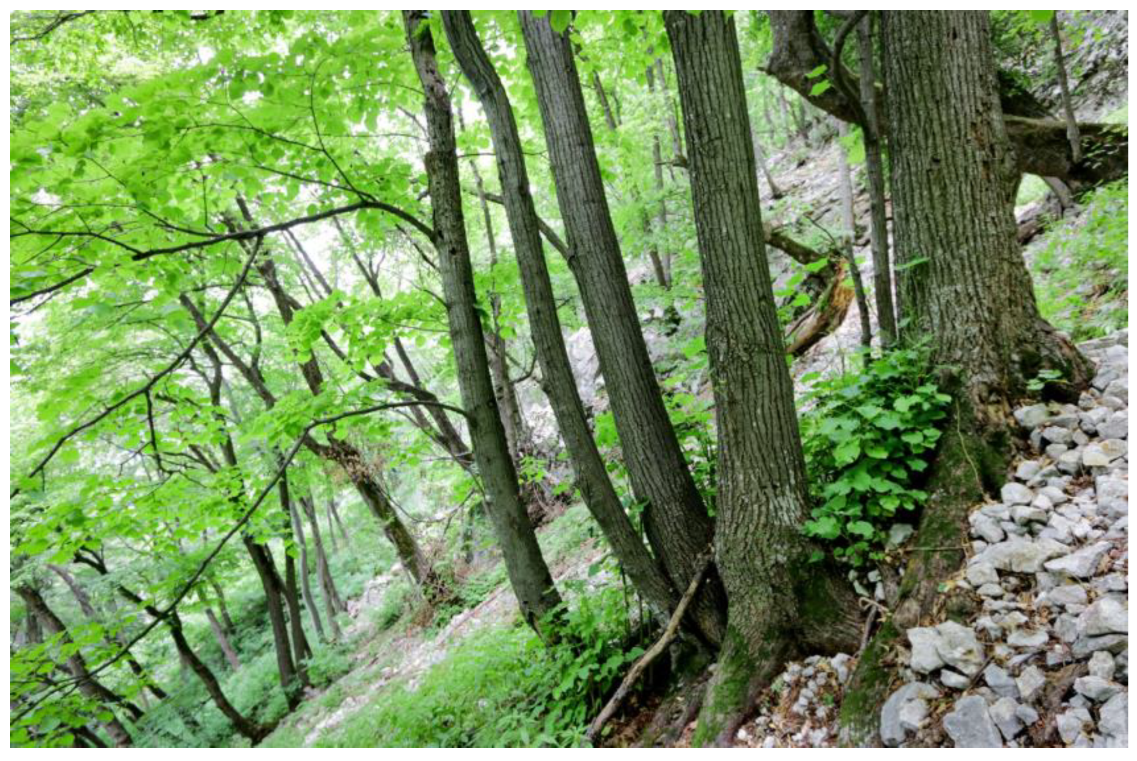 Forests 17 00370 g004