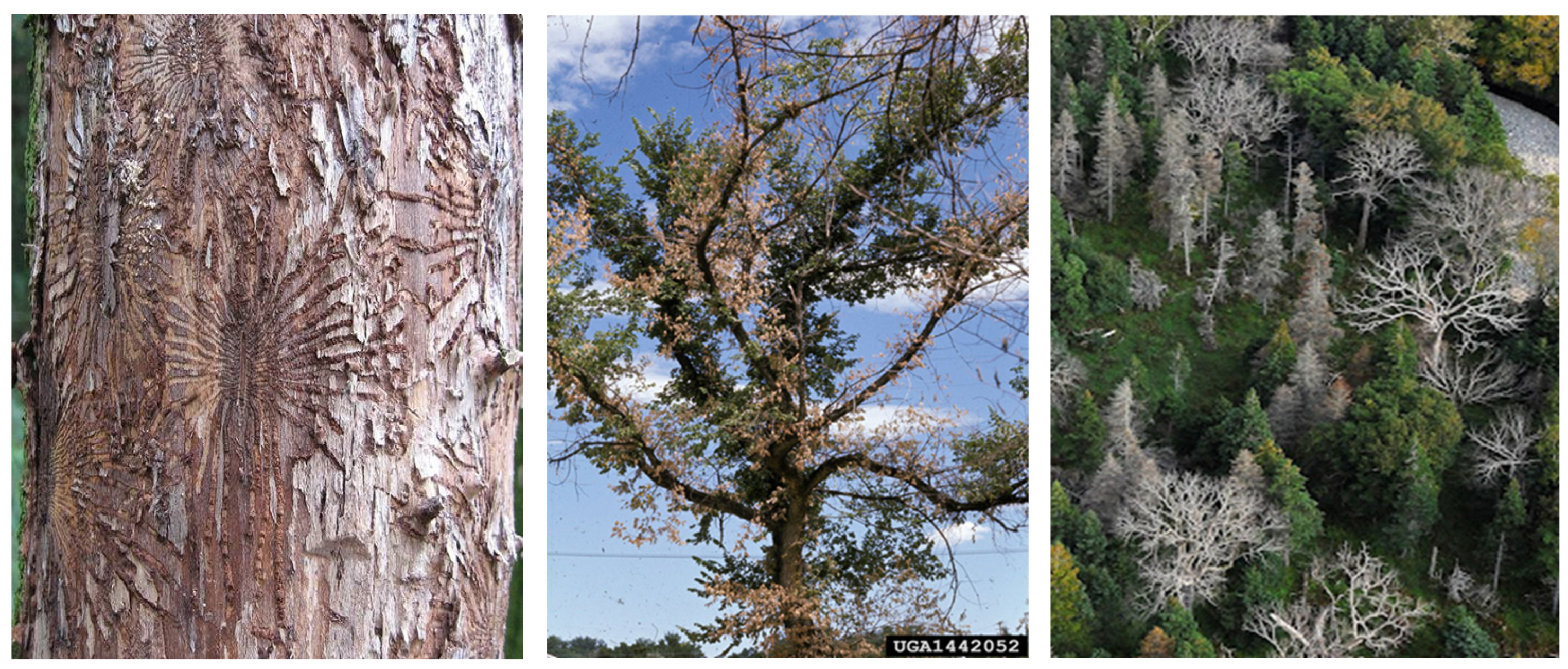 Forests 17 00700 g002 Forests 17 00700 g002