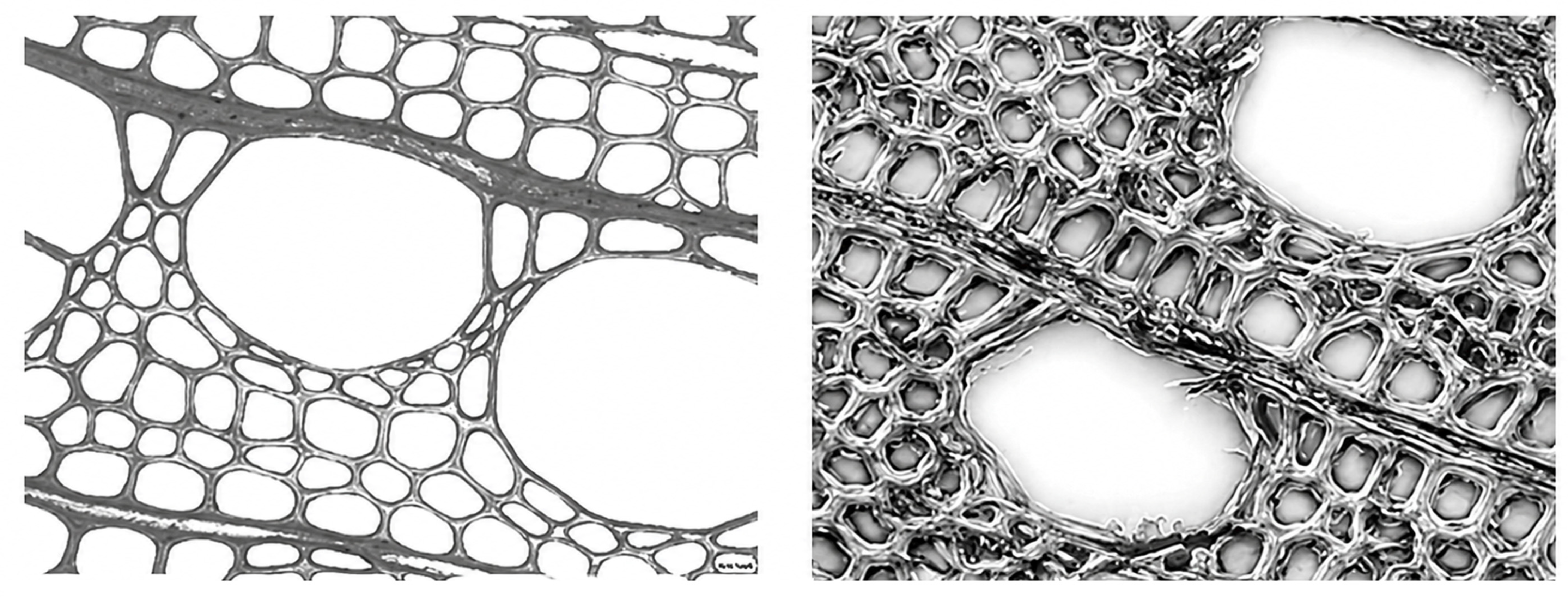 Forests 17 00741 g011 Forests 17 00741 g011