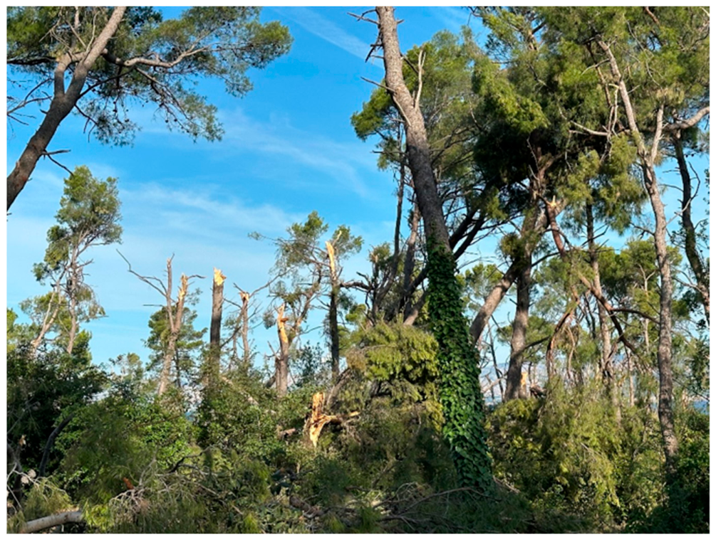 Forests 17 00910 g001 Forests 17 00910 g001