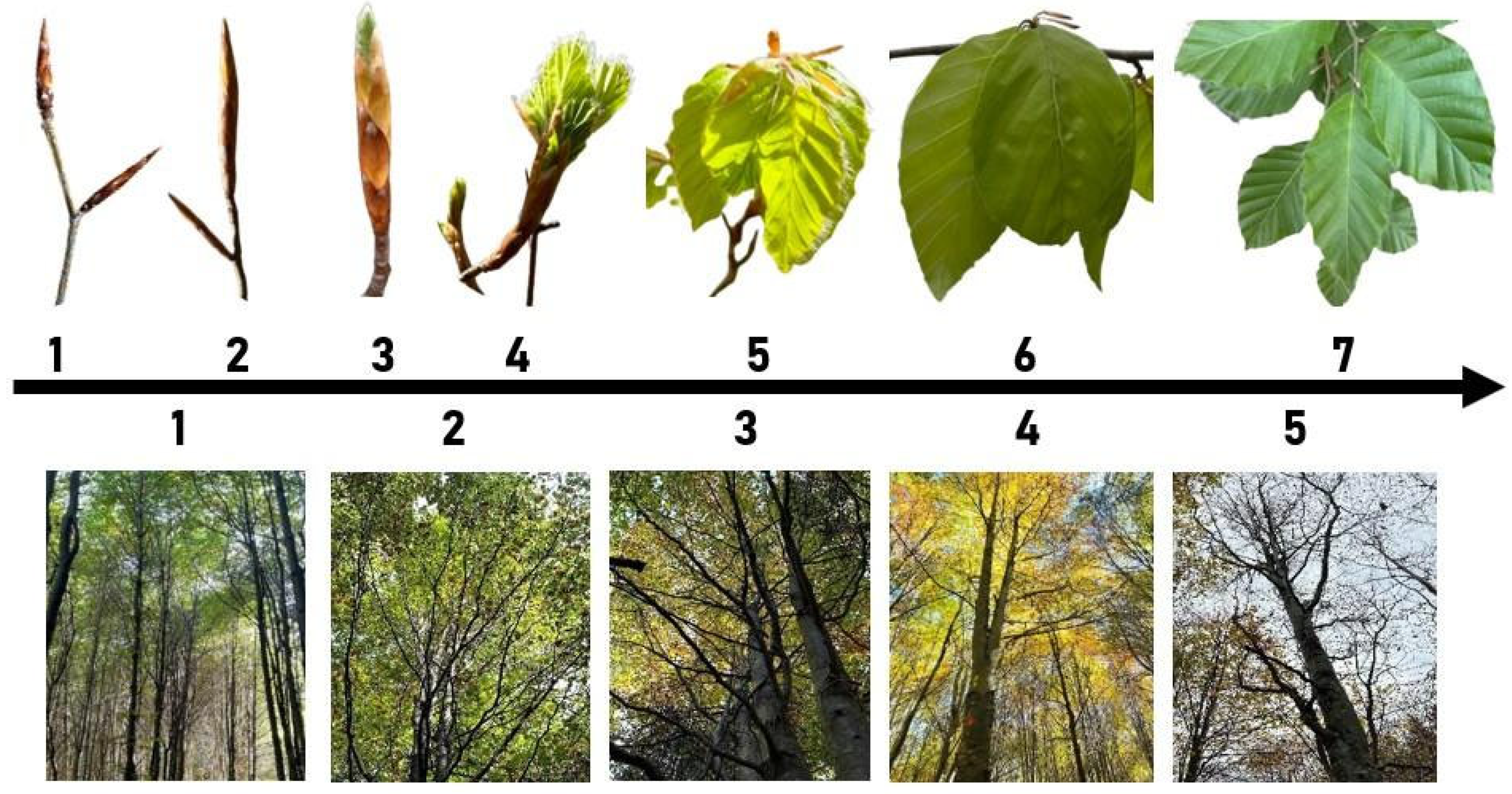Forests 17 00957 g002