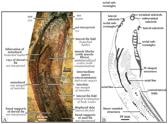 Fossstud 02 00003 g002