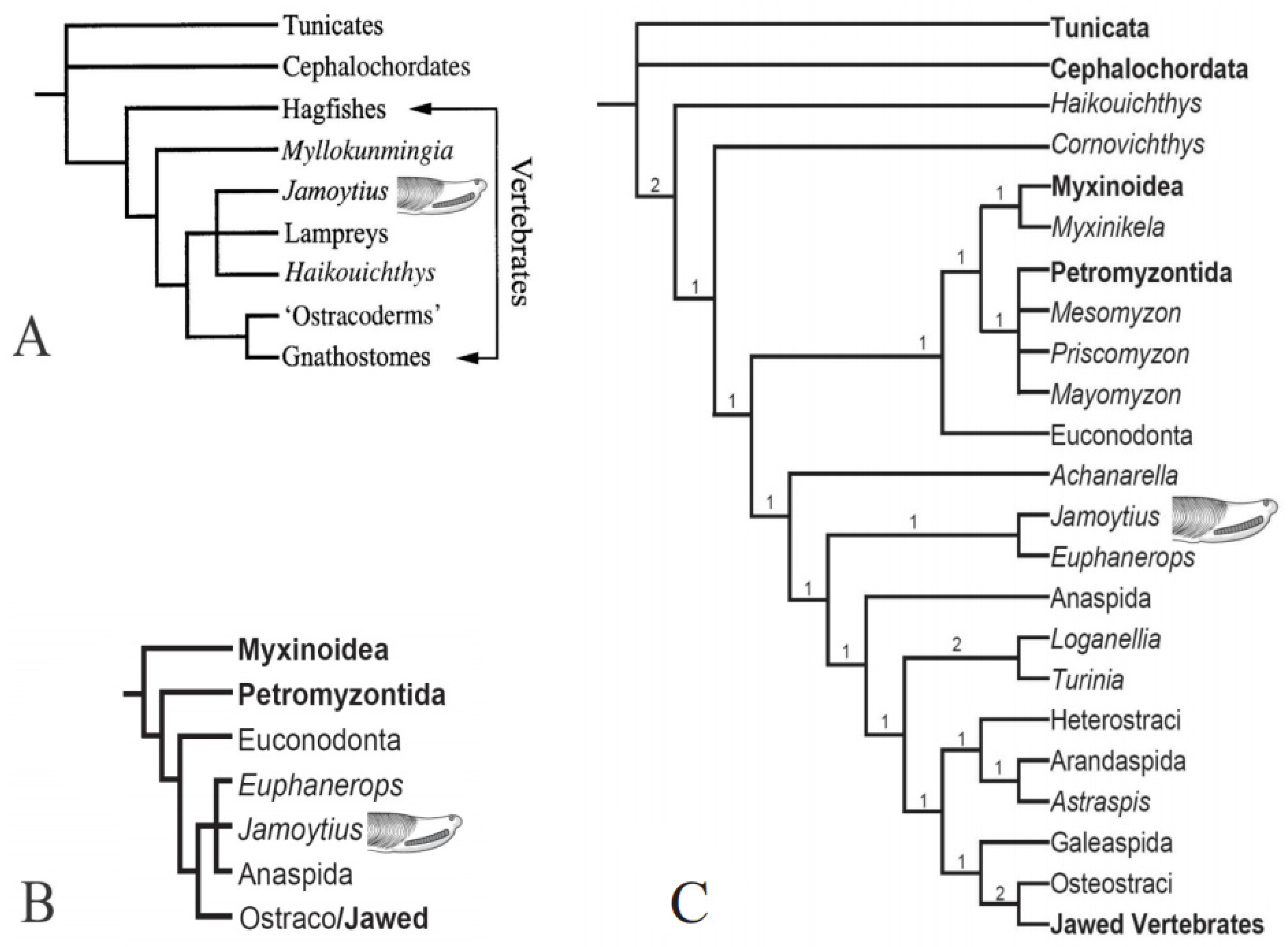 Fossstud 02 00003 g003