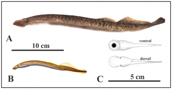 Fossstud 02 00003 g004