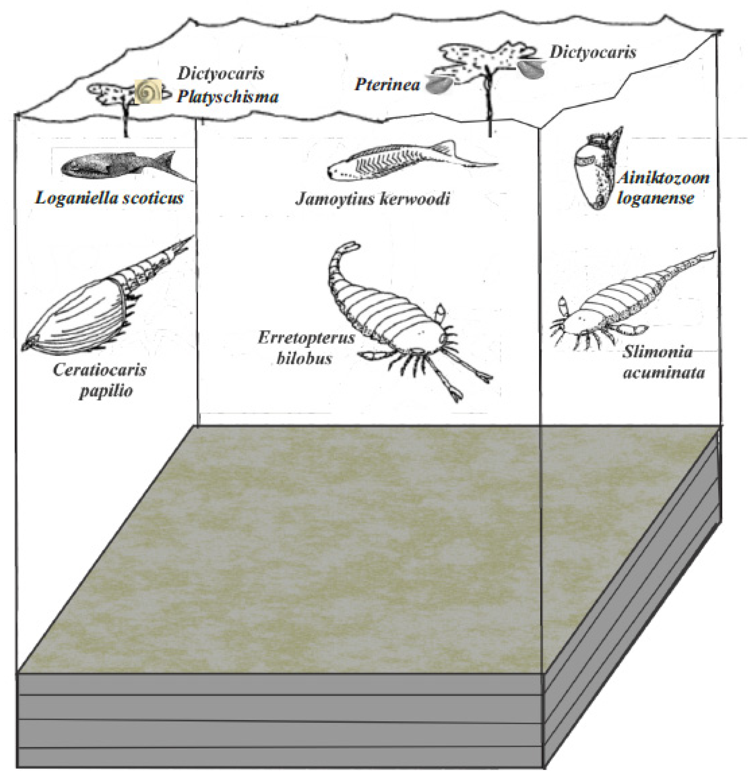 Fossstud 02 00003 g011