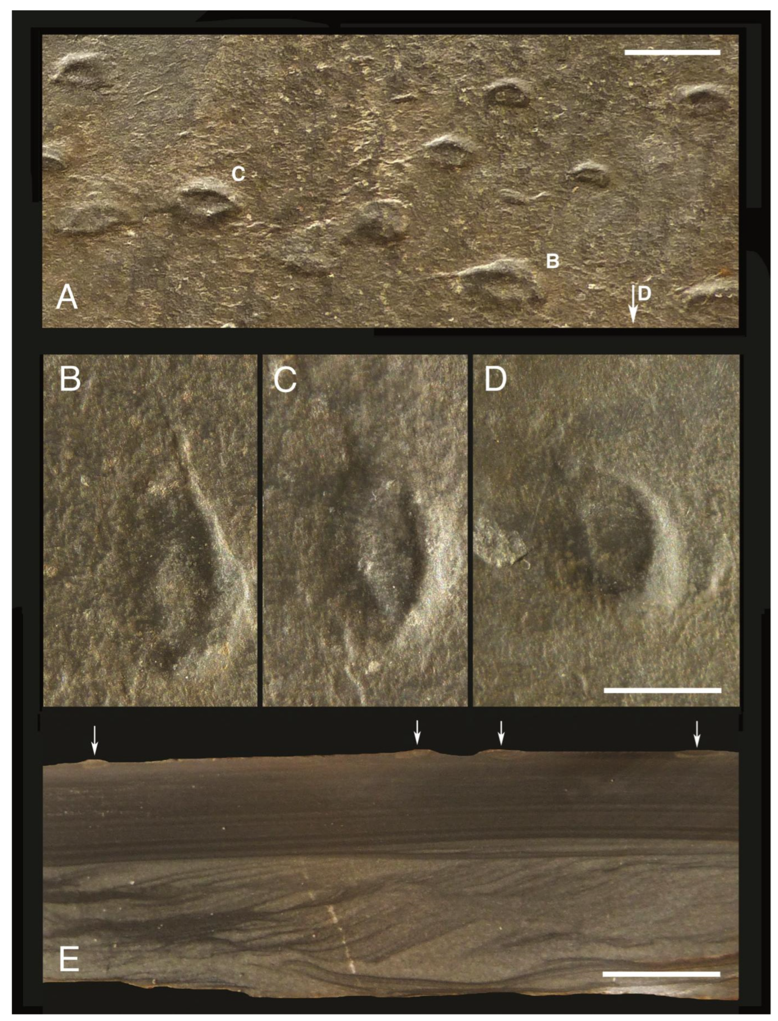 Fossstud 02 00006 g003