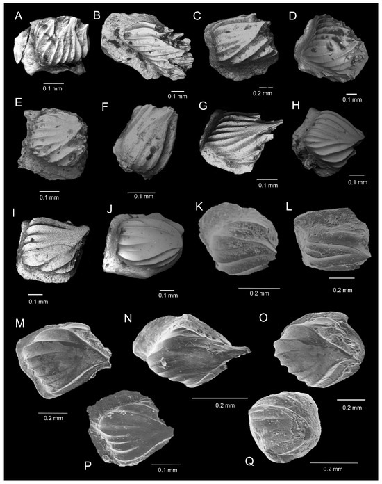 Fossstud 02 00007 g003