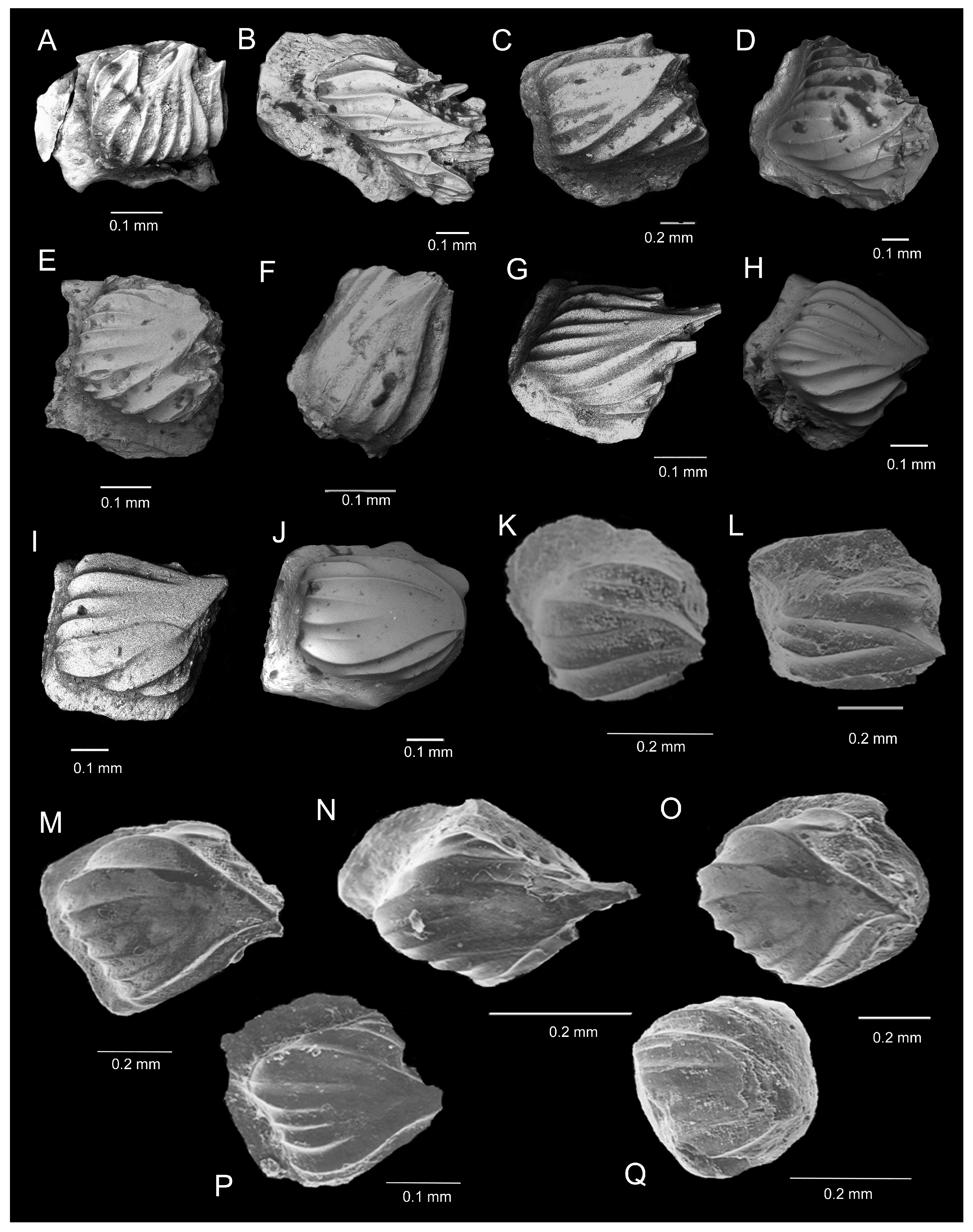Fossstud 02 00007 g003 Fossstud 02 00007 g003