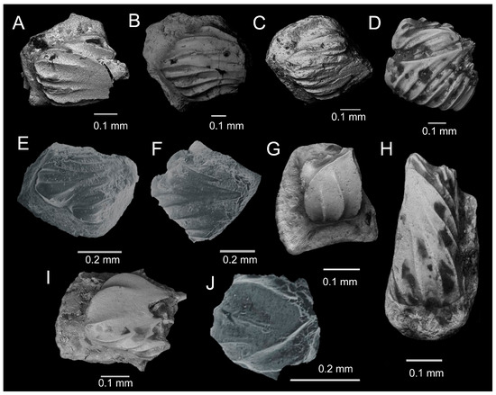Fossstud 02 00007 g004