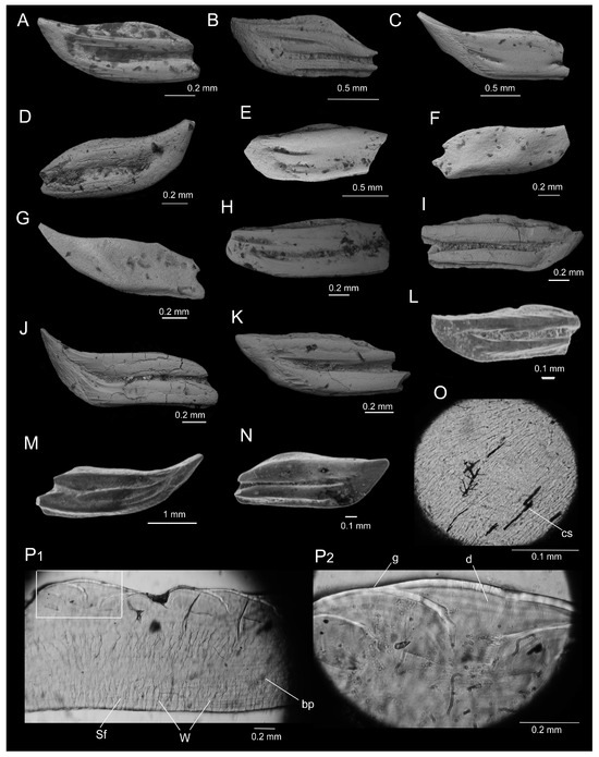 Fossstud 02 00007 g005