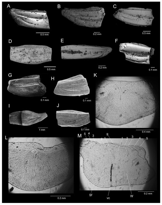 Fossstud 02 00007 g006