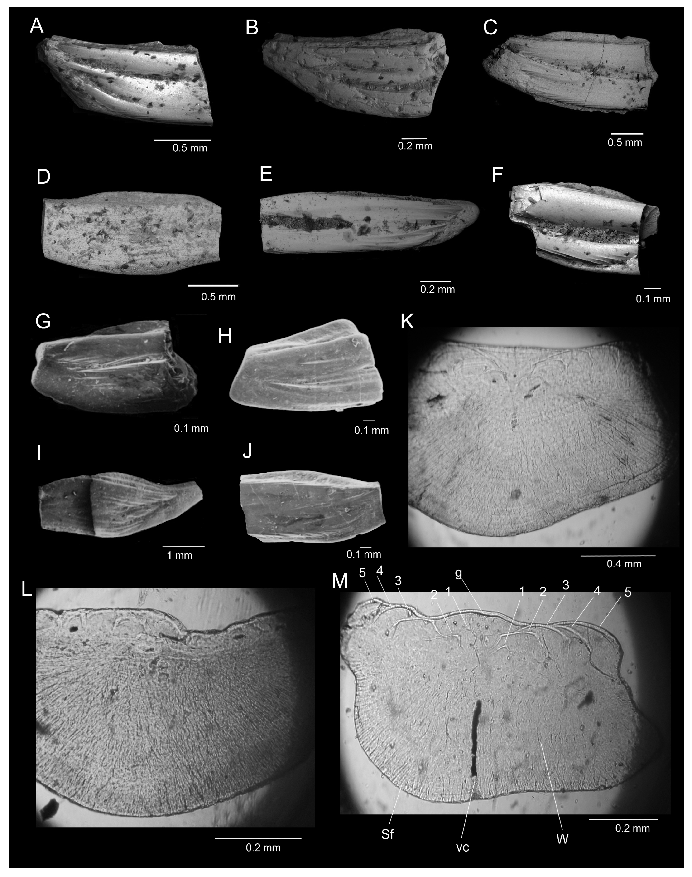 Fossstud 02 00007 g006 Fossstud 02 00007 g006