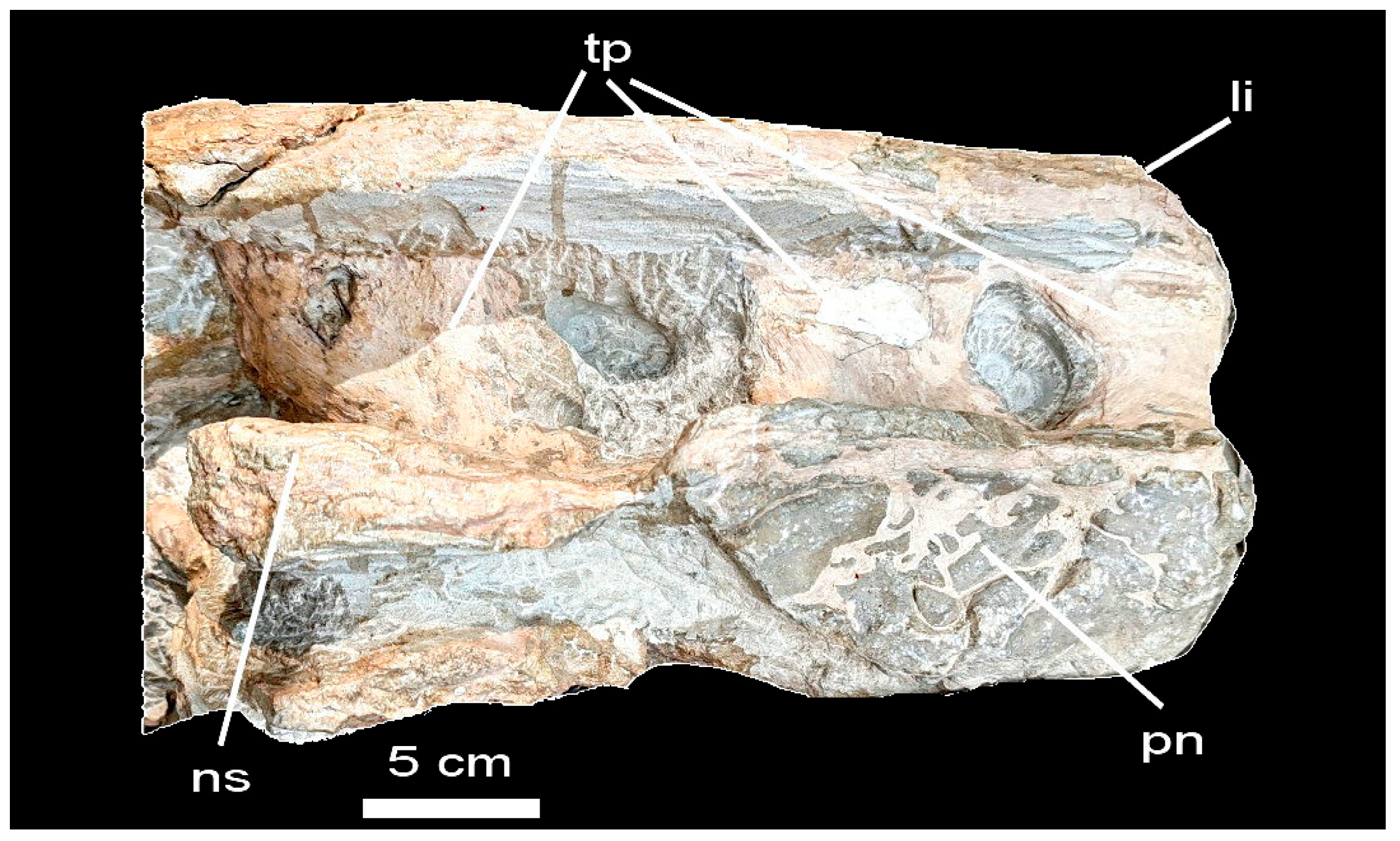 Fossstud 02 00009 g008
