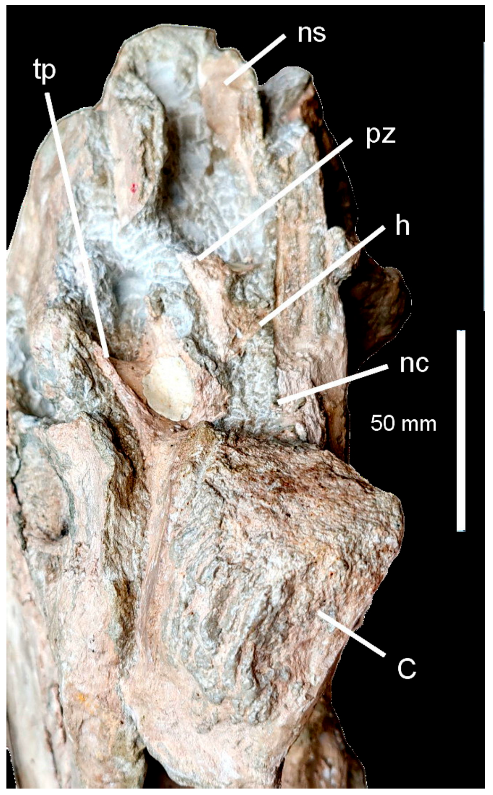 Fossstud 02 00009 g010
