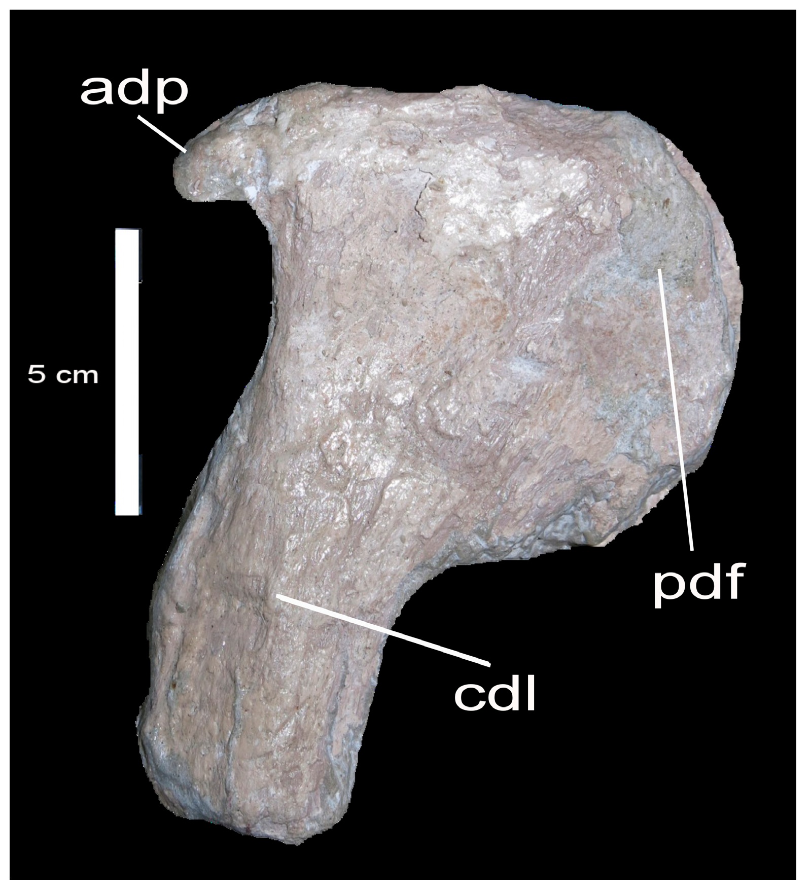 Fossstud 02 00009 g011