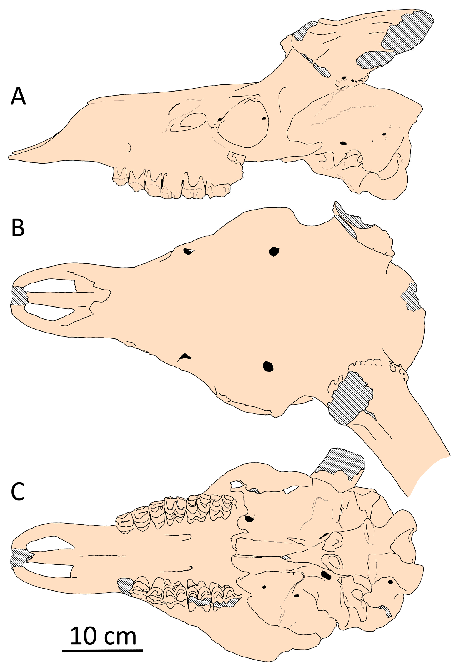 Fossstud 02 00010 g009