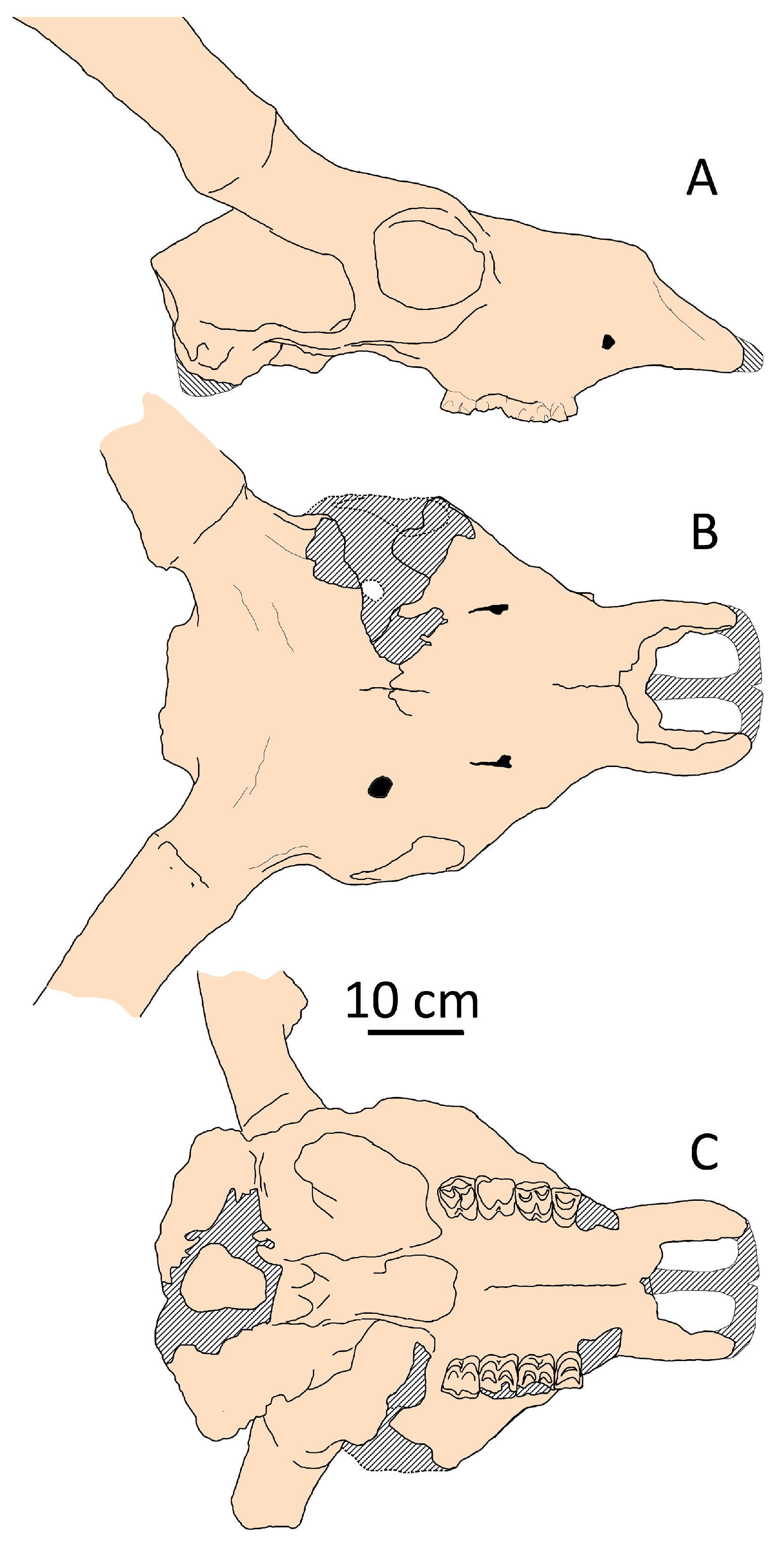 Fossstud 02 00010 g011