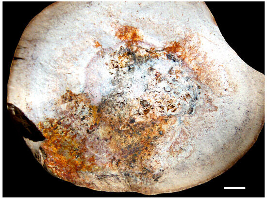 Fossstud 02 00011 g004