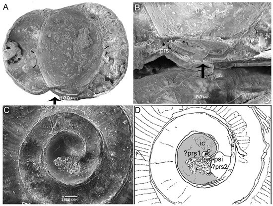 Fossstud 02 00011 g008