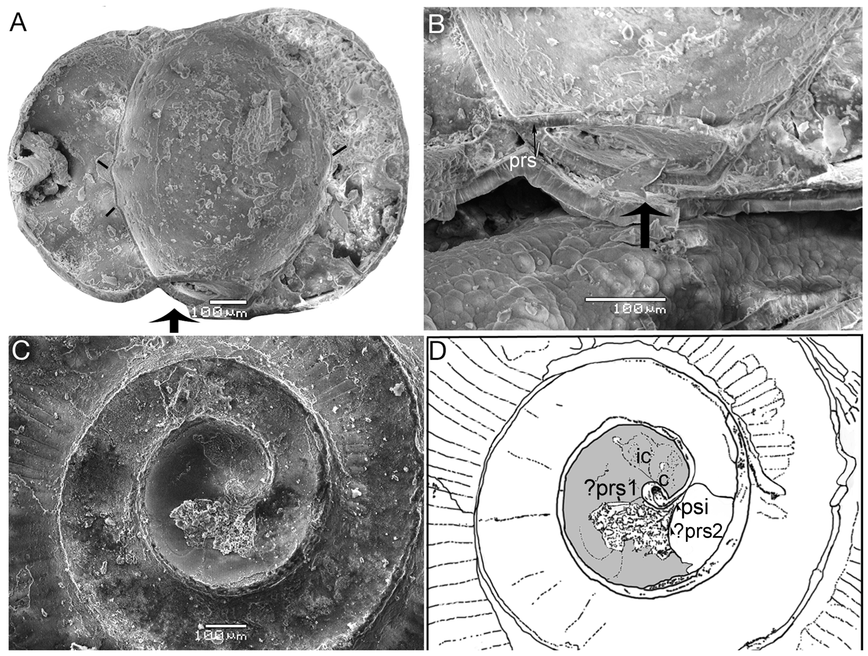 Fossstud 02 00011 g008