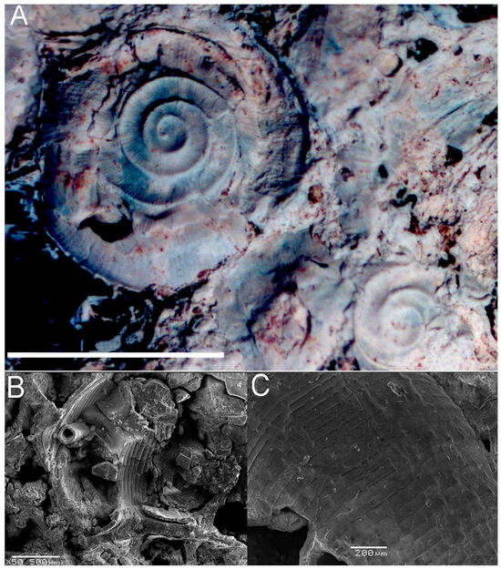 Fossstud 02 00011 g010