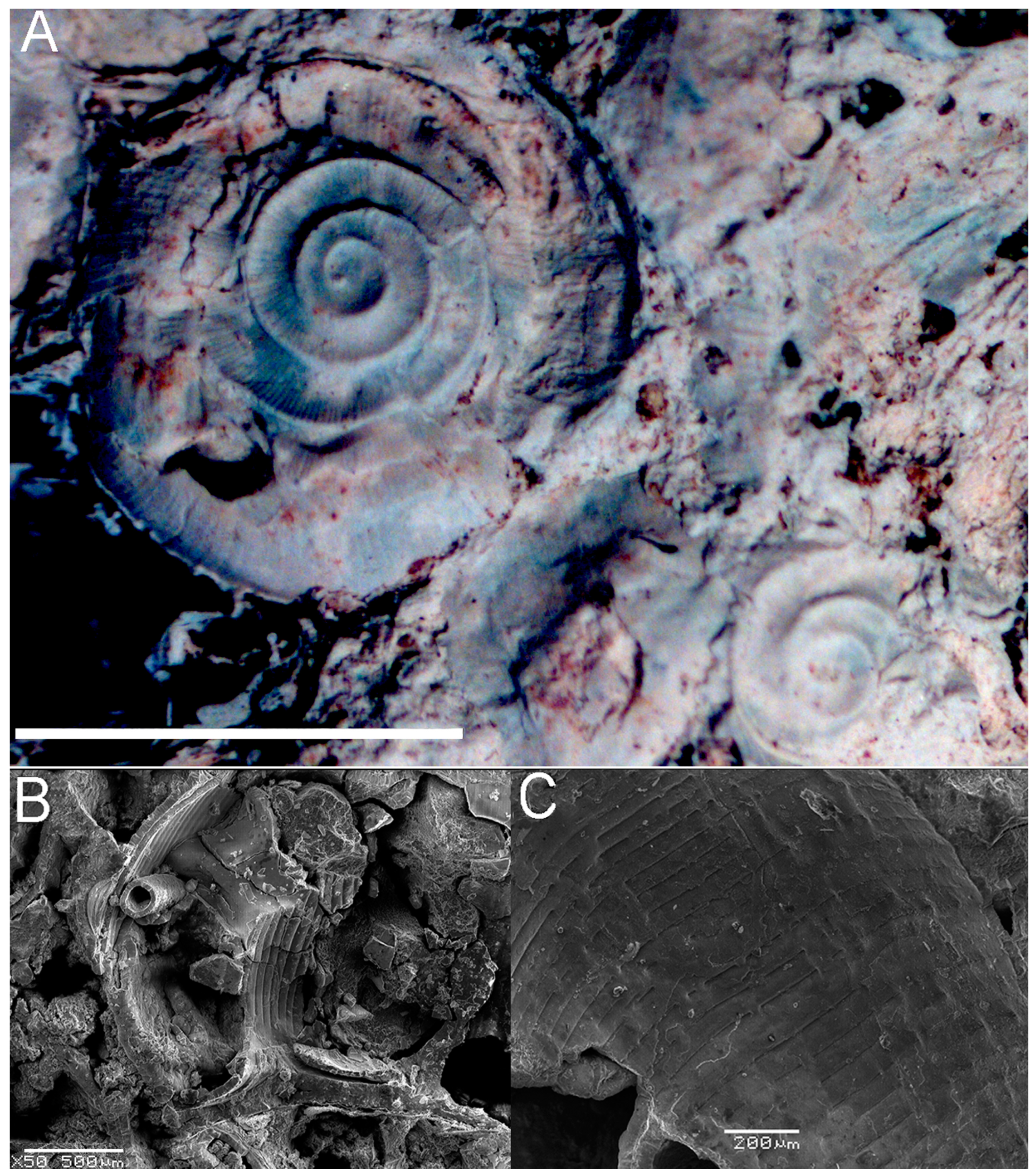 Fossstud 02 00011 g010