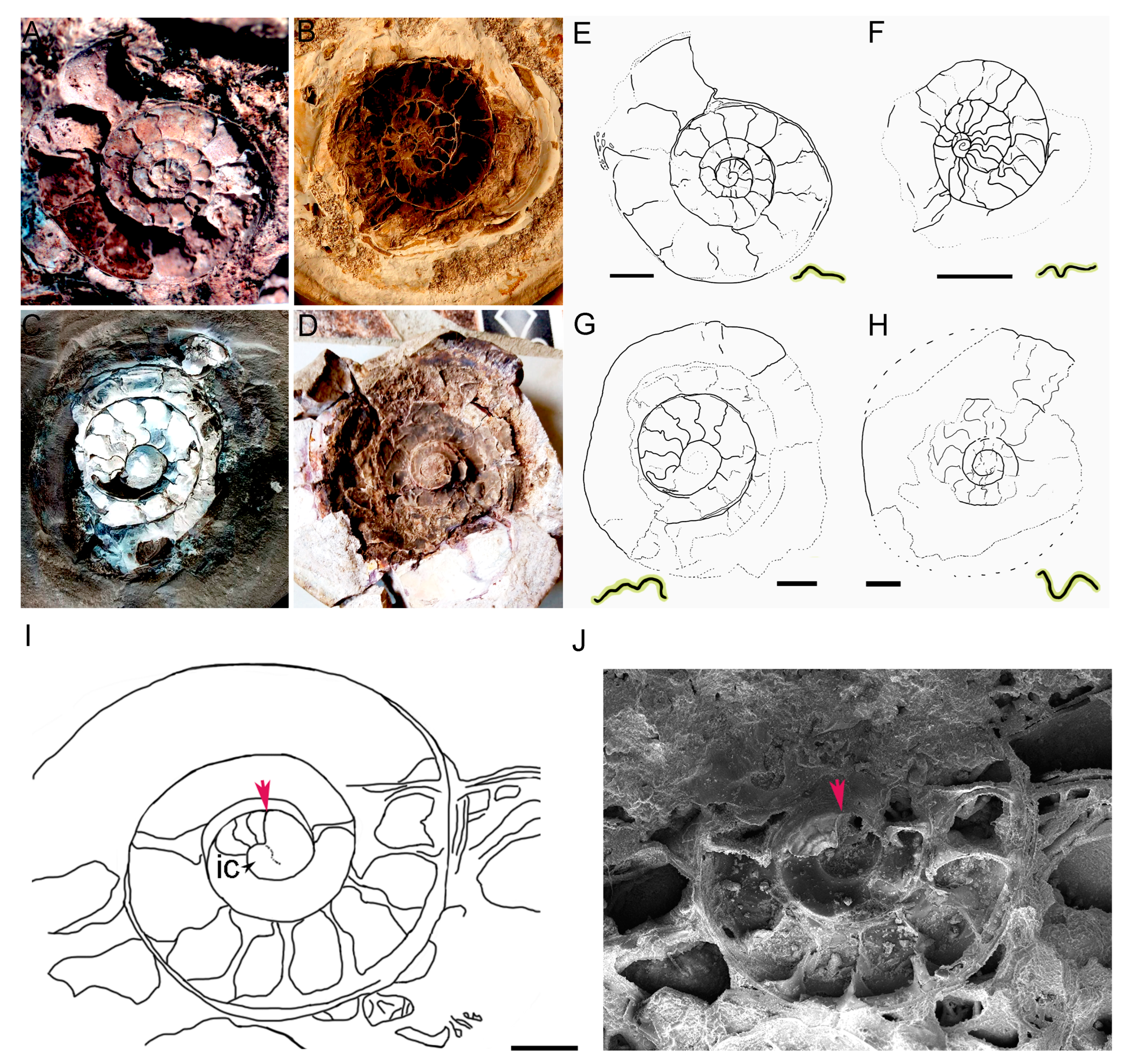Fossstud 02 00011 g011