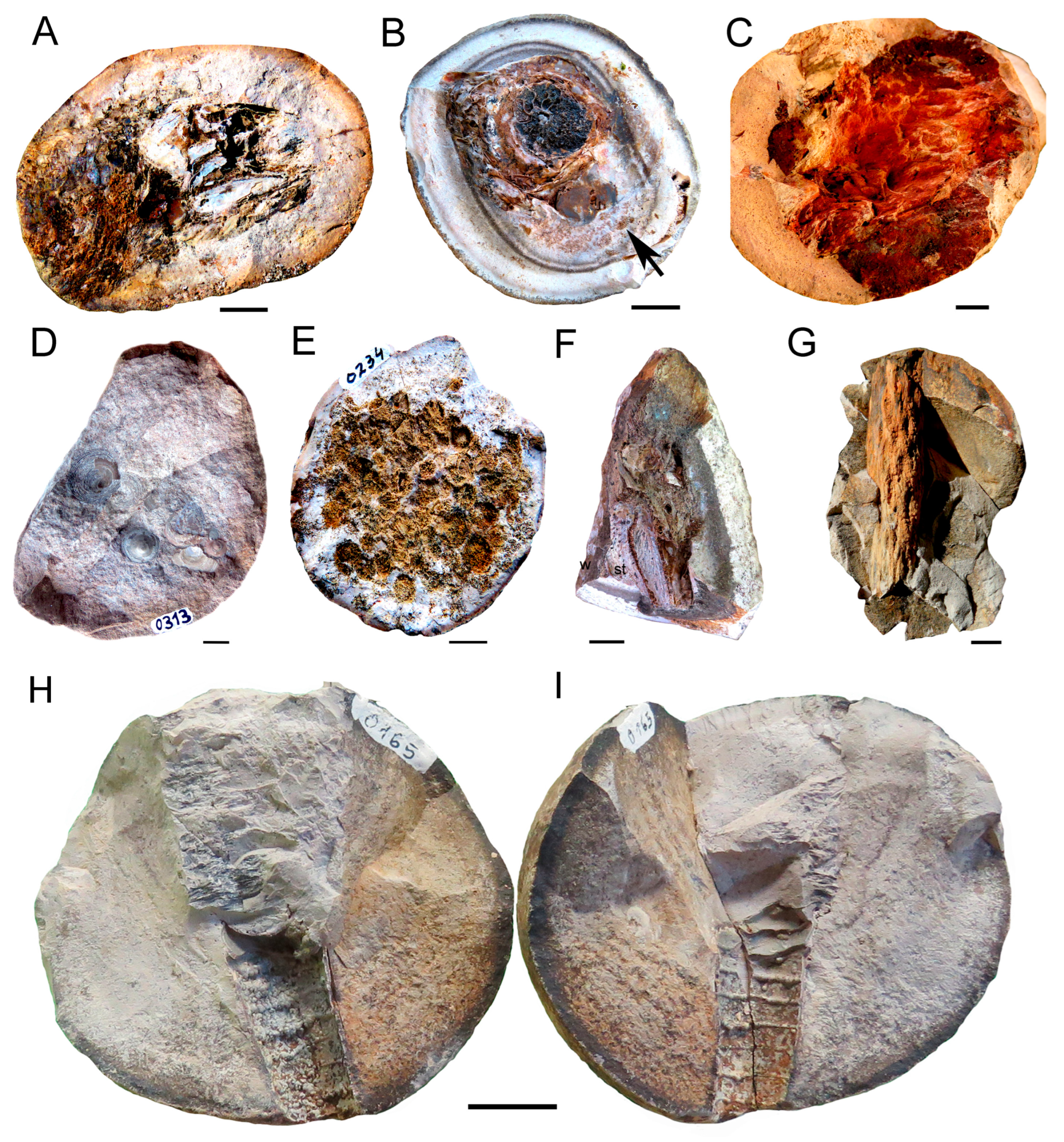 Fossstud 02 00011 g012