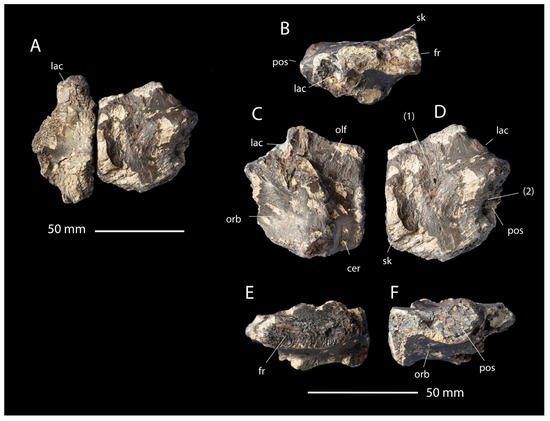 Fossstud 02 00012 g003