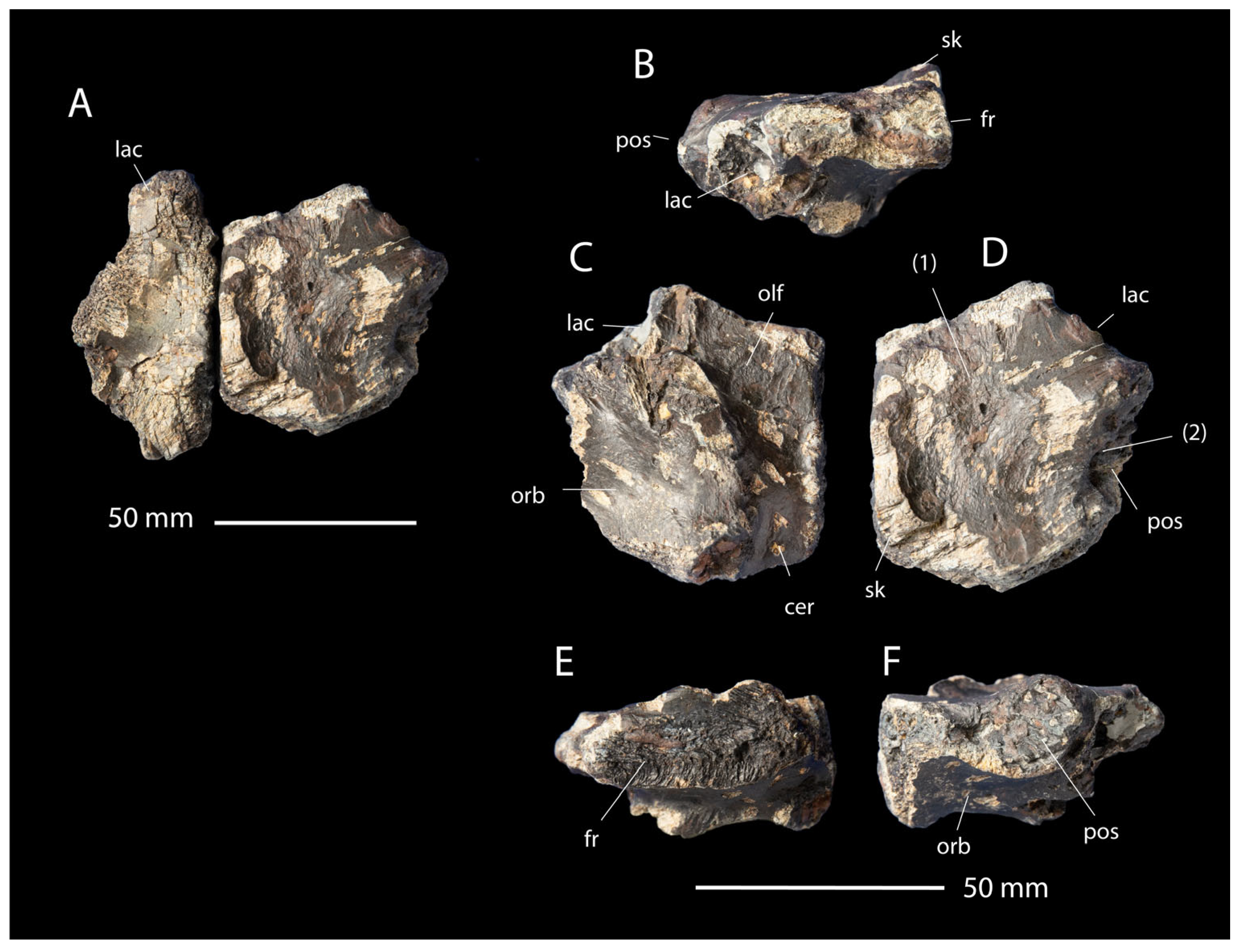 Fossstud 02 00012 g003 Fossstud 02 00012 g003