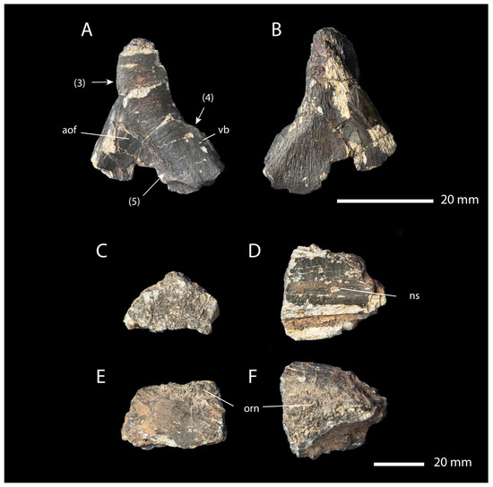 Fossstud 02 00012 g004