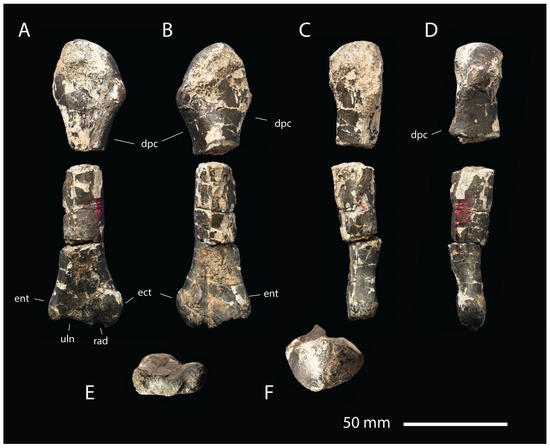 Fossstud 02 00012 g005