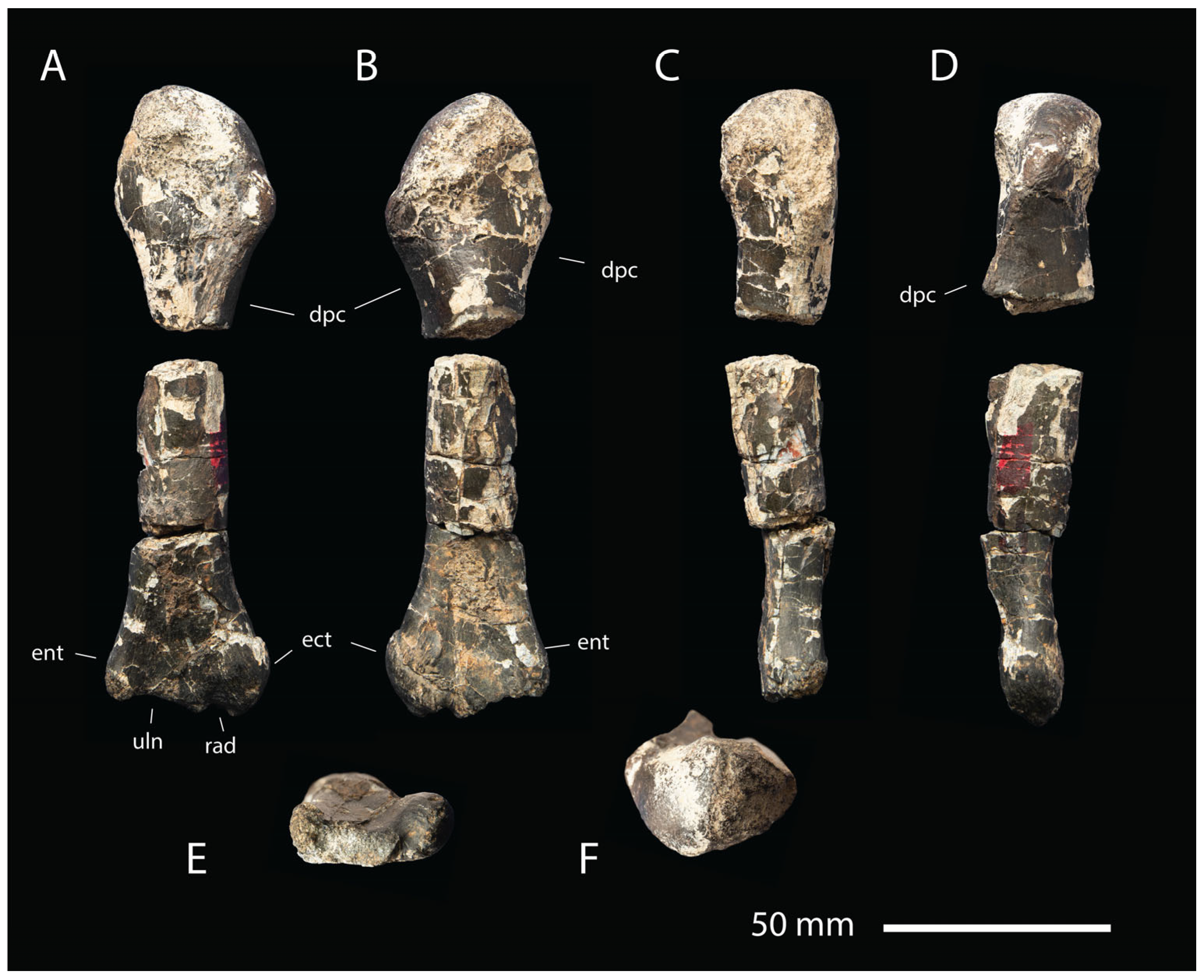 Fossstud 02 00012 g005 Fossstud 02 00012 g005