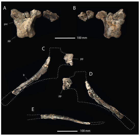 Fossstud 02 00012 g006