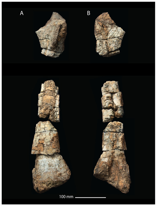 Fossstud 02 00012 g007