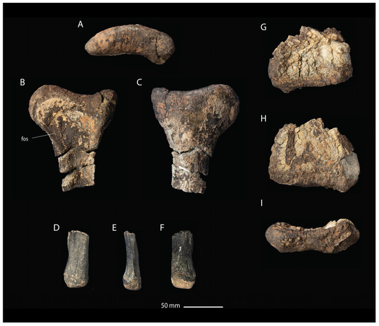 Fossstud 02 00012 g008