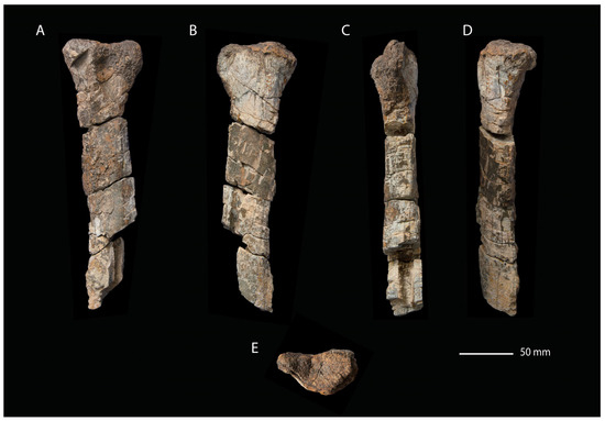 Fossstud 02 00012 g009