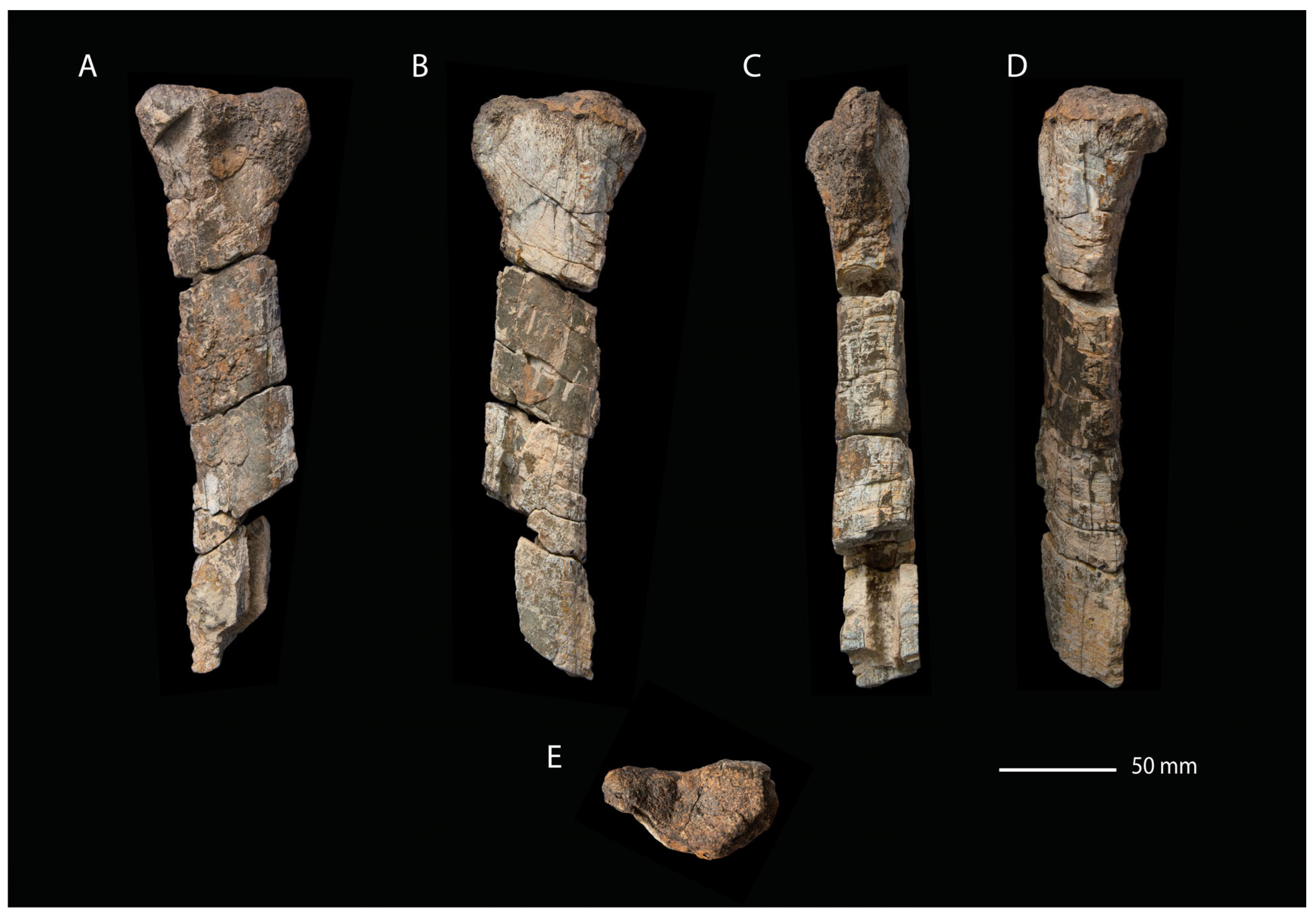 Fossstud 02 00012 g009 Fossstud 02 00012 g009