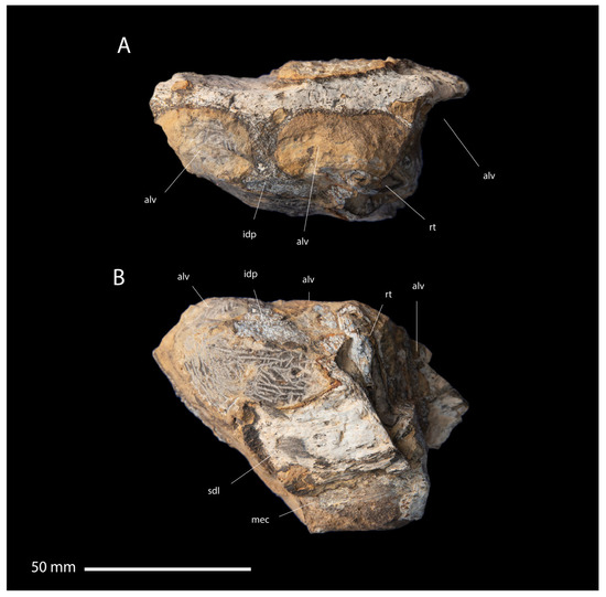 Fossstud 02 00012 g010