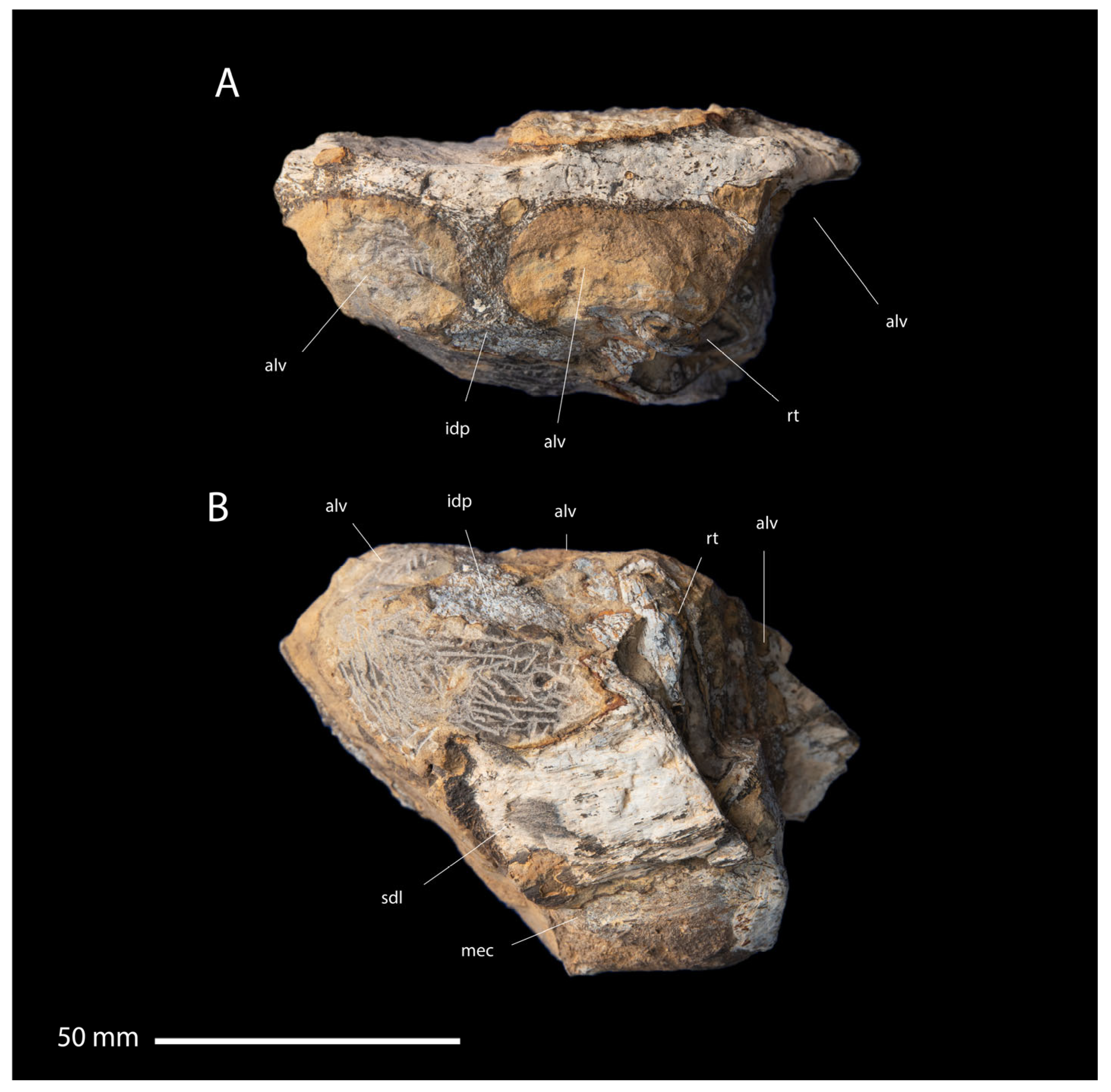Fossstud 02 00012 g010 Fossstud 02 00012 g010