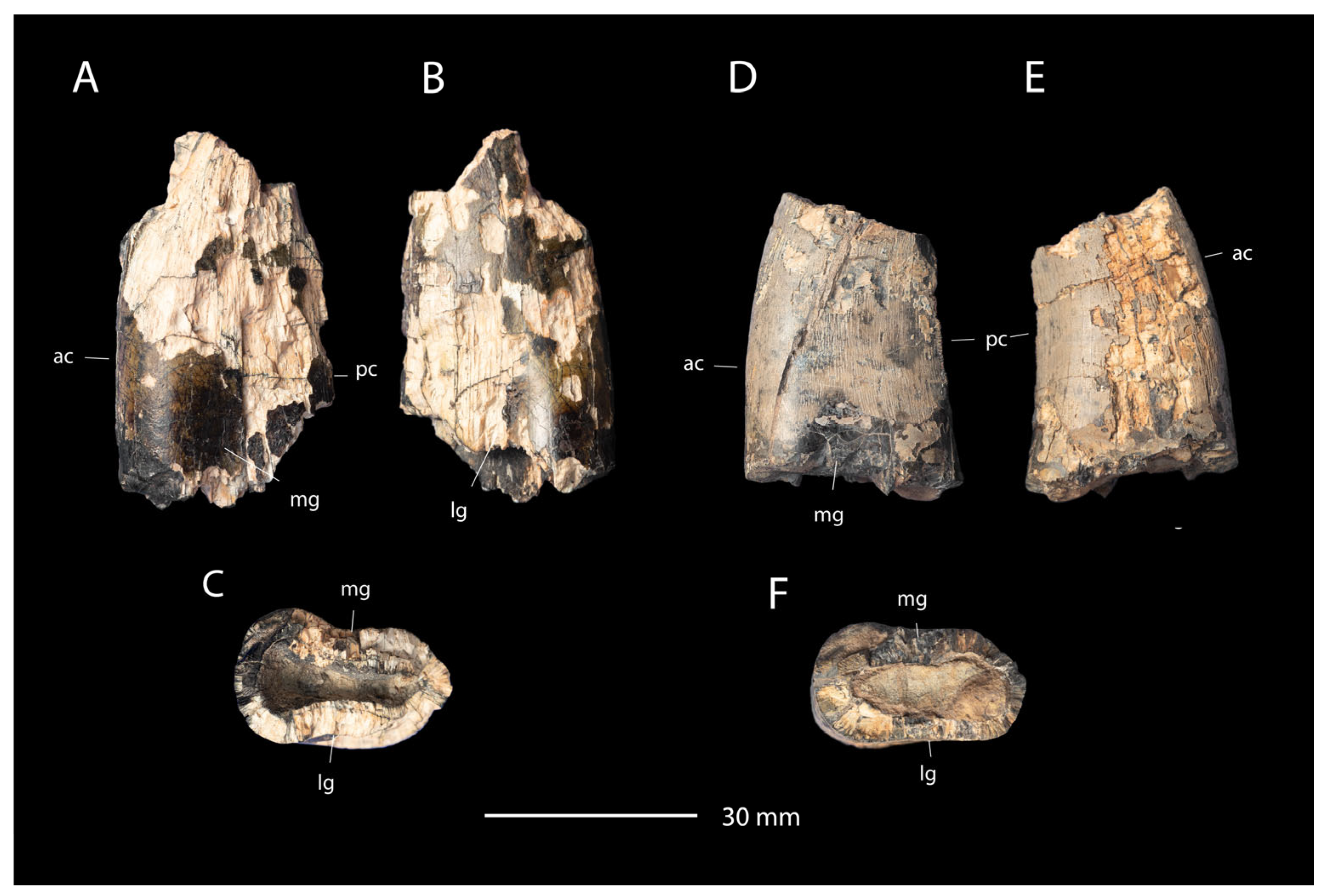 Fossstud 02 00012 g011 Fossstud 02 00012 g011