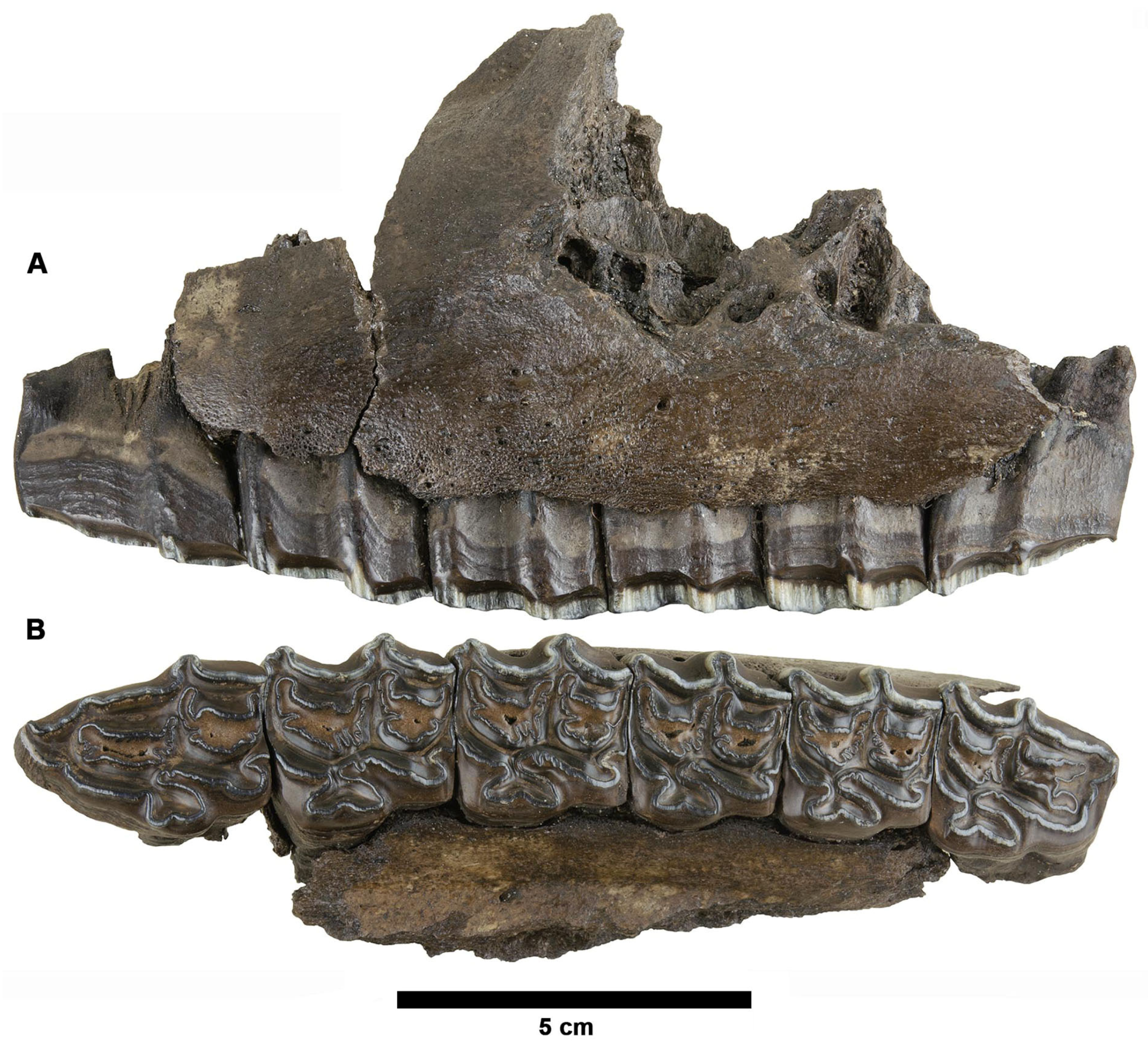 Fossstud 02 00014 g013