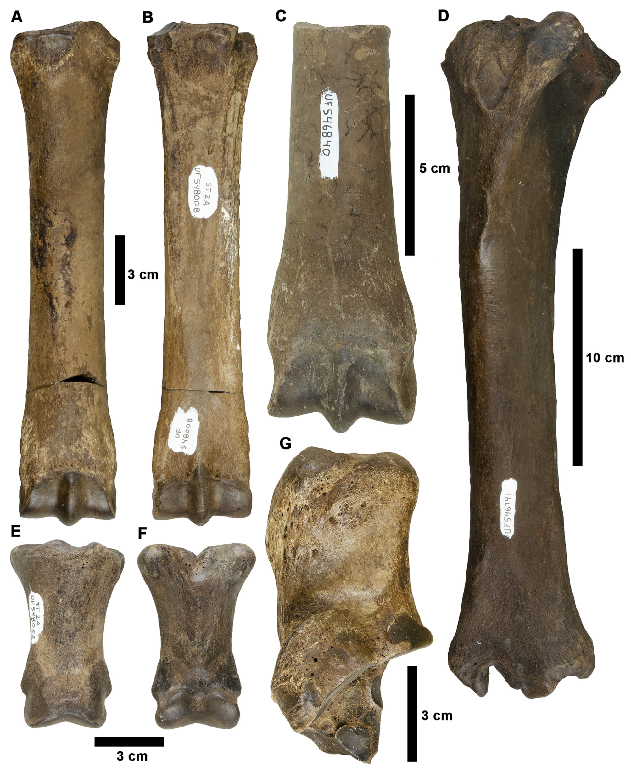 Fossstud 02 00014 g016