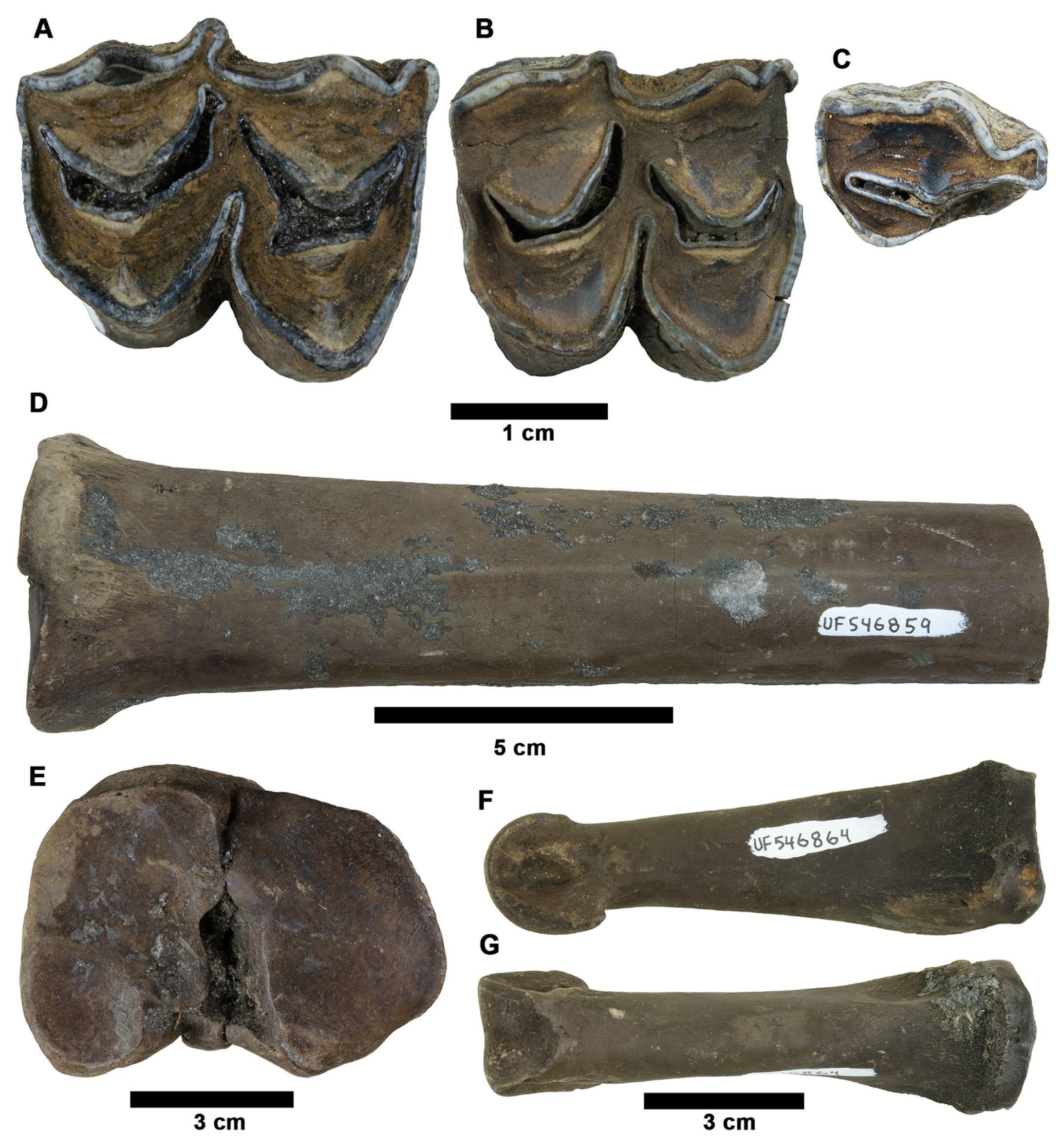Fossstud 02 00014 g018