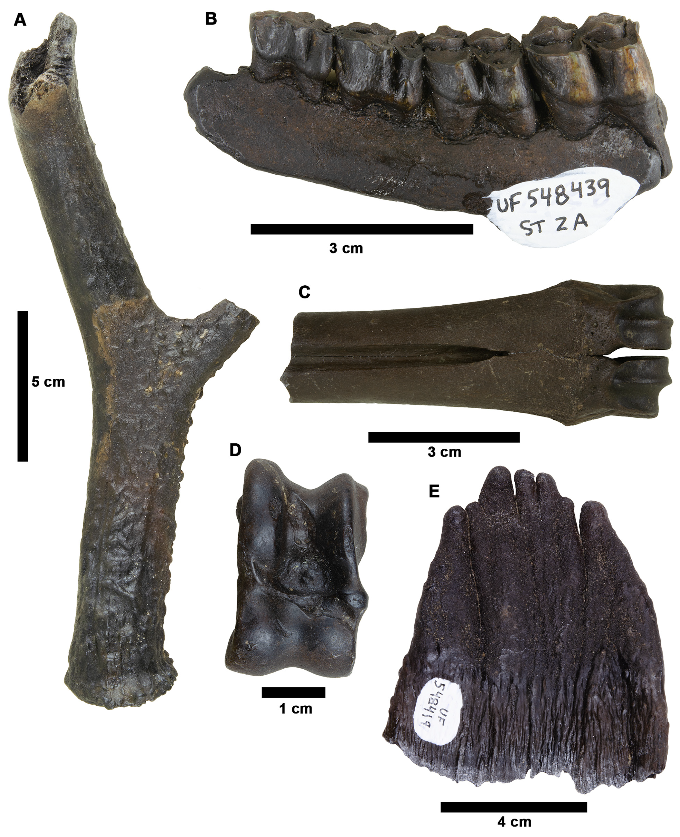 Fossstud 02 00014 g019